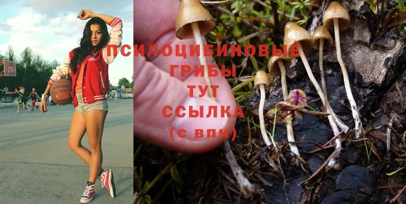 Галлюциногенные грибы Psilocybine cubensis  купить наркотик  Правдинск 